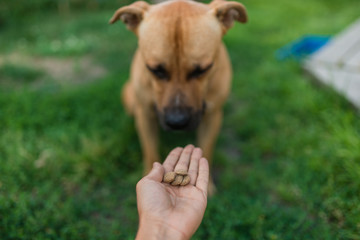 Feed the dog from the hand with dry food. Stafford on the street sits in the park. be engaged in dressing