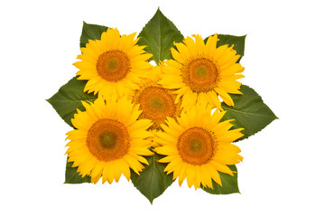 Flower arrangement sunflower bouquet with leaves isolated on white background. Agriculture, farmer. Beautiful still life floral. Seeds and oil. Flat lay, top view