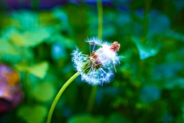 dandelion which is faded and partly the seeds flew away