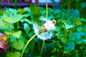 dandelion which is faded and partly the seeds flew away
