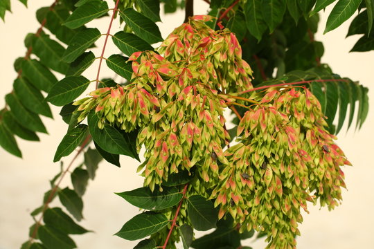 seeds on a tree of a tropical maple tree