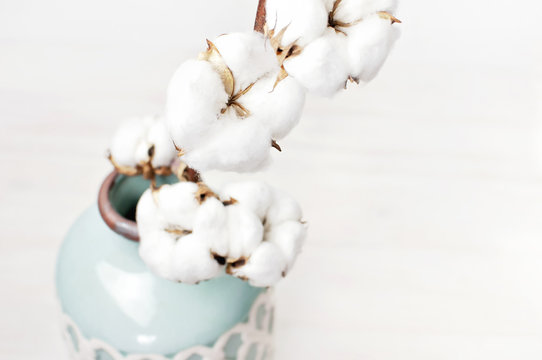Fototapeta Cotton branch in a turquoise vase on white background. Delicate white cotton flowers. Light cotton background, flat lay.