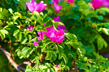 beautiful delicate pink flowers
