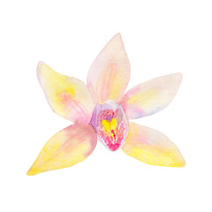 Fototapeta na wymiar Vanilla flower. Hand drawn watercolor illustration. Isolated on white background.