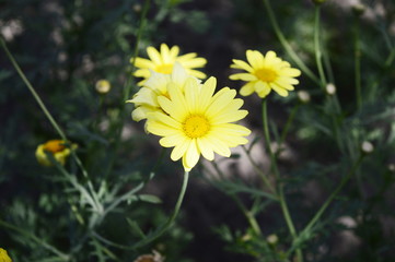 Euryops pectinatus - beautiful flowers like yellow daisies