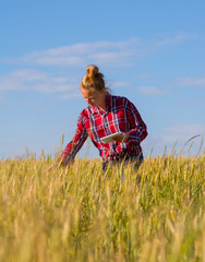 Naklejka na ściany i meble Farmer examines the wheat crop in the field.
