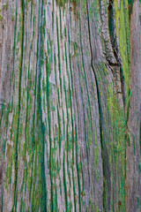 Background. The texture of the old wooden slats of beautiful green color