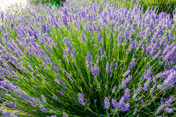 Lavender, precious ornamental plants, wild with lilac flowers, bluish, blue. Aroma and delicious perfumes.