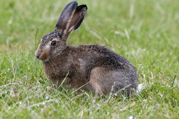 Wet little hare