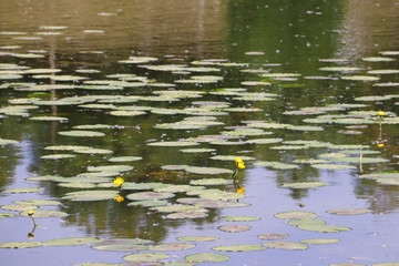 Strelka Aquatic plants of the Kotorosl river