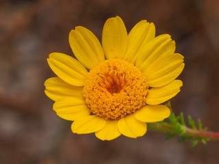 Wildflower (Anacyclus radiatus)
