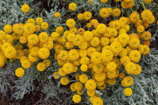 Santolina chamaecyparissus, traditional wild medicinal plant with yellow flowers