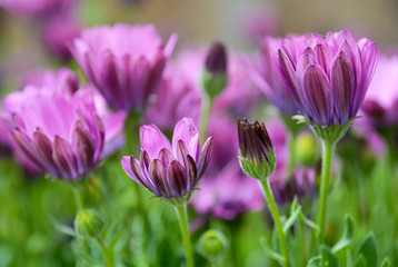 Fototapeta premium Dimorphotheca ecklonis (Osteospermum,(Cape Marguerite,African daisies) flowers in the garden of Tenerife,Canary Islands, Spain.A native plant of South Africa.Floral background.Selective focus.