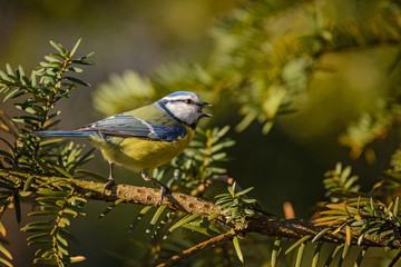 Blue Tit - Parus caeruleus, beautiful colored perching bird from European forests and gardens.