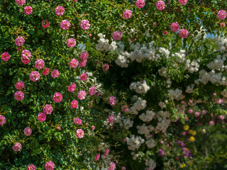 Pink and white rose bushes on a sunny day in spring