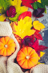 Thanksgiving pumpkins with colorful fall leaves in cosy knitted blanket close up, retro toned