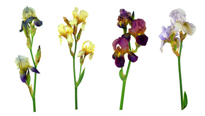 Set of colorful colour iris flowers Isolated on white background without shadow. Close-up.