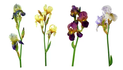 Foto auf Acrylglas Iris Satz bunte Farbenirisblumen lokalisiert auf weißem Hintergrund ohne Schatten. Nahaufnahme.