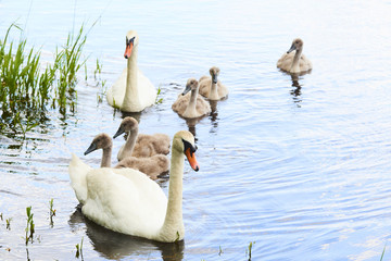 Obraz premium Swans family floating on the lake at sunset. Swans with nestlings. Swan with chicks. 