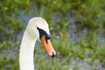 Obraz premium Portrait of white swan on the water lake against green grass background