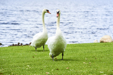  Swans family floating on the lake at sunset. Swans with nestlings. Swan with chicks. 

