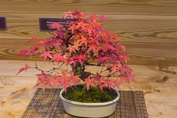 Crédence de cuisine en verre imprimé Bonsaï Bonsai tree  - Japanese maple