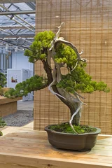 Crédence de cuisine en verre imprimé Bonsaï Bonsai tree  - Chinese juniper.