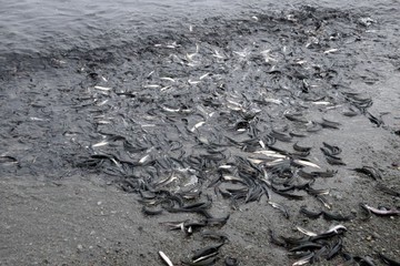 closeup of a bunch of spawning Newfoundland Capelin rolling onto the beach, Middle Cove Newfoundland Canada