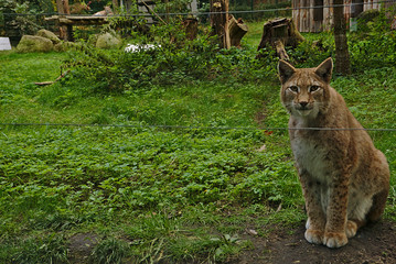 a lynx in his enclosure © Luise