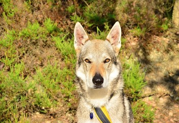 Czechoslovakian Wolfdog