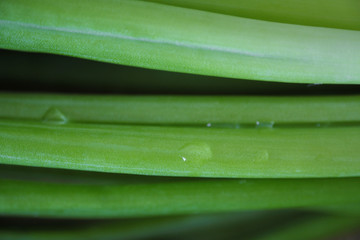 Green feathers of fresh onions close-up.