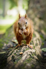 Naklejka na ściany i meble Cute Hungry Squirrel - Lazienki Park of Warsaw