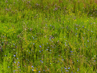 Meadow flowers, Ryazan region, Russia