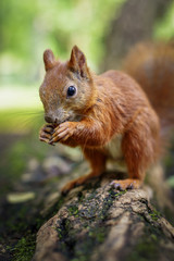 Naklejka na ściany i meble Cute Hungry Squirrel - Lazienki Park of Warsaw