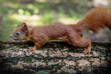 Tableau sur aluminium  Cute Hungry Squirrel - Lazienki Park of Warsaw  © patrick