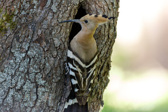 Upupa epops. The nest of the Hoopoe in nature.
