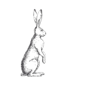 Vector vintage illustration of isolated standing hare. Black and white hand drawn cute rabbit in engraving style. Animal sketch