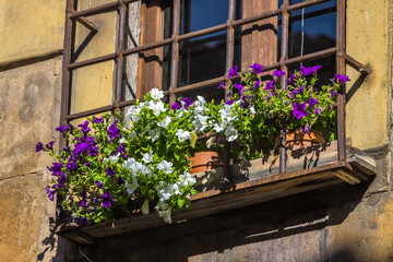 Fototapeta na wymiar Pot with flowers in a typical street of old city florence