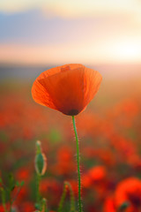 Red poppy. Field of red poppy. Sunset over a field of poppies