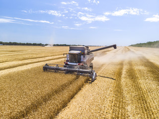 Harvesting wheat harvester, aerial view