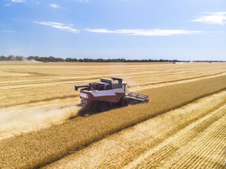 Harvesting wheat harvester, aerial view