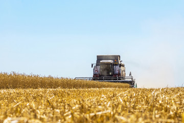 Fototapeta na wymiar Harvester machine to harvest wheat field working. Combine harvester agriculture machine harvesting golden ripe wheat field. Agriculture