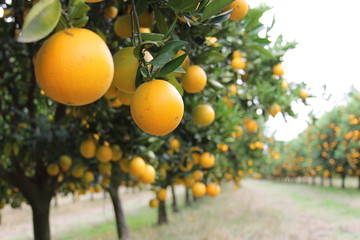 Orange Grove