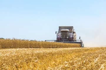 Harvester machine to harvest wheat field working. Combine harvester agriculture machine harvesting golden ripe wheat field. Agriculture