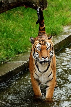 Tiger and his tail