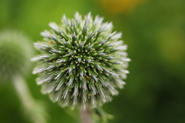 Detail bloom Ecinops ritro