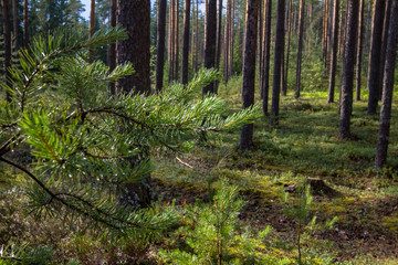branches of a young pine tree on the background of the forest