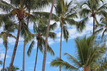 Fototapeta na wymiar Blue sky and coconut palms. Beautiful day.