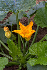 flower zucchini in the garden