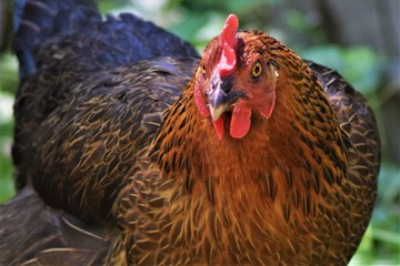 red bantam chicken